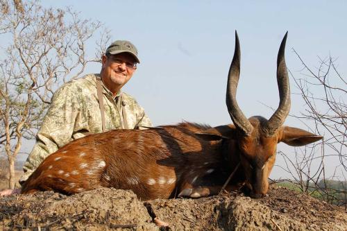 Chobe Bushbuck