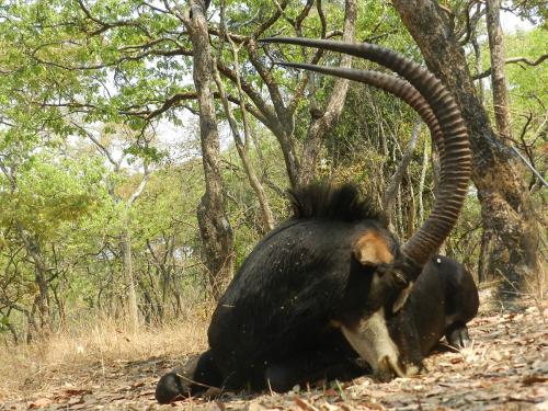 sable bull